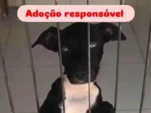 Cachorro raça SRD-ViraLata idade 2 a 6 meses nome Penélope 