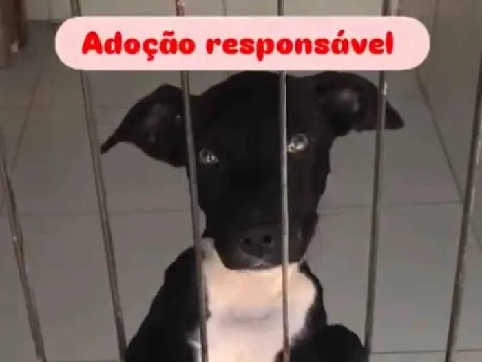 Cachorro ra a SRD-ViraLata idade 2 a 6 meses nome Penélope 