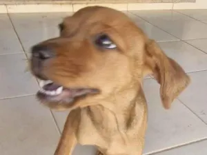 Cachorro raça SRD-ViraLata idade Abaixo de 2 meses nome Cara