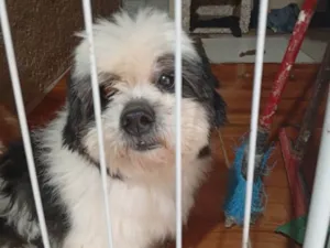 Cachorro raça Shitzu idade Abaixo de 2 meses nome Tayson 