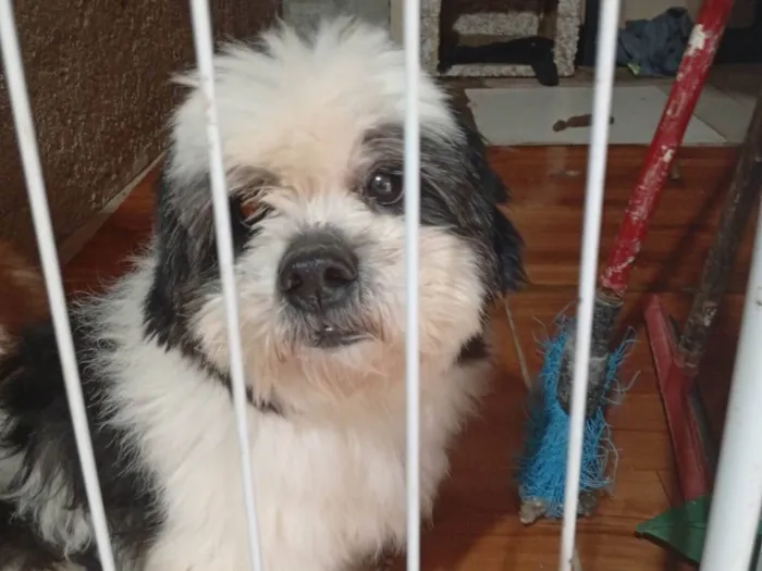 Cachorro ra a Shitzu idade Abaixo de 2 meses nome Tayson 