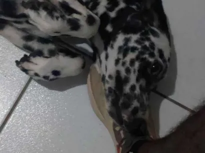 Cachorro raça Dálmata idade 7 a 11 meses nome Jade