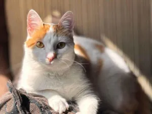 Gato raça SRD-ViraLata idade 1 ano nome Kit