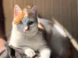 Kit