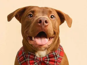 Cachorro raça Pit-Bull idade 7 a 11 meses nome Romeu 