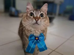 Gato raça SRD-ViraLata idade 2 anos nome Mel