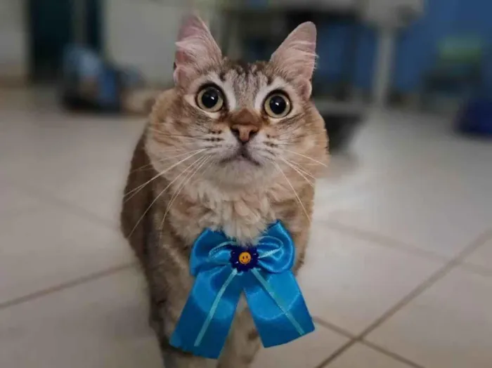 Gato ra a SRD-ViraLata idade 2 anos nome Mel