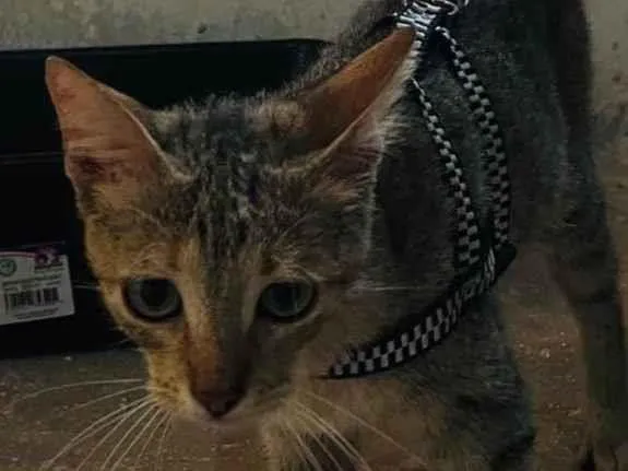 Gato ra a SRD-ViraLata idade 2 a 6 meses nome Nina