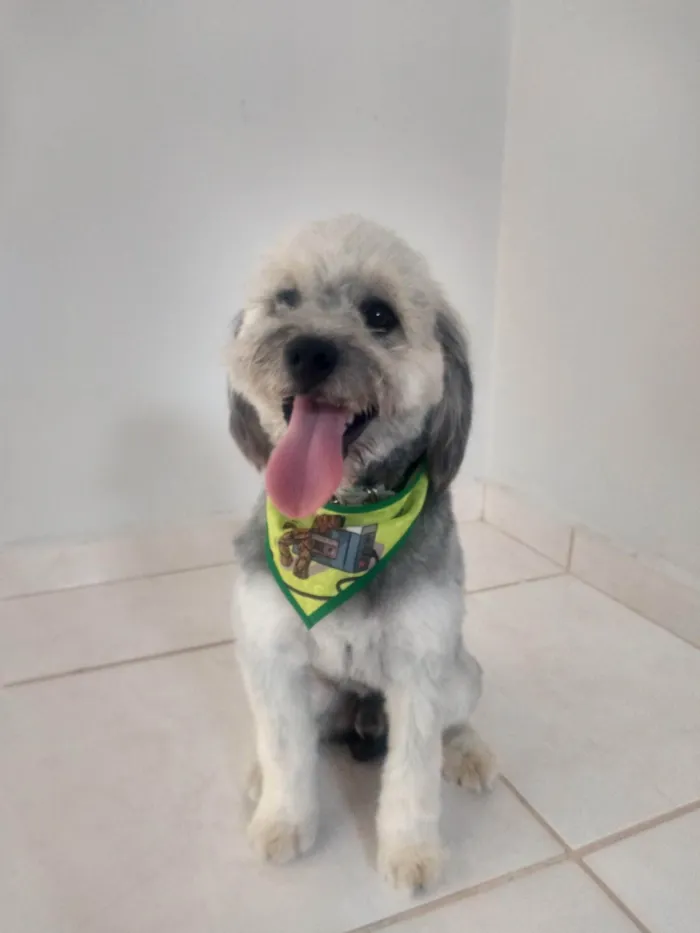 Cachorro ra a SRD-ViraLata idade 2 anos nome Tesla