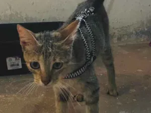 Gato raça SRD-ViraLata idade 2 a 6 meses nome Nina