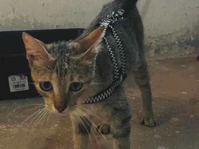 Gato ra a SRD-ViraLata idade 2 a 6 meses nome Nina