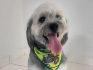 Cachorro raça SRD-ViraLata idade 2 anos nome Tesla