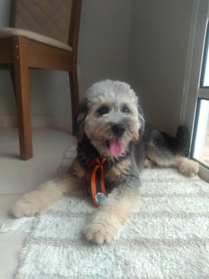 Cachorro ra a SRD-ViraLata idade 2 anos nome Tesla