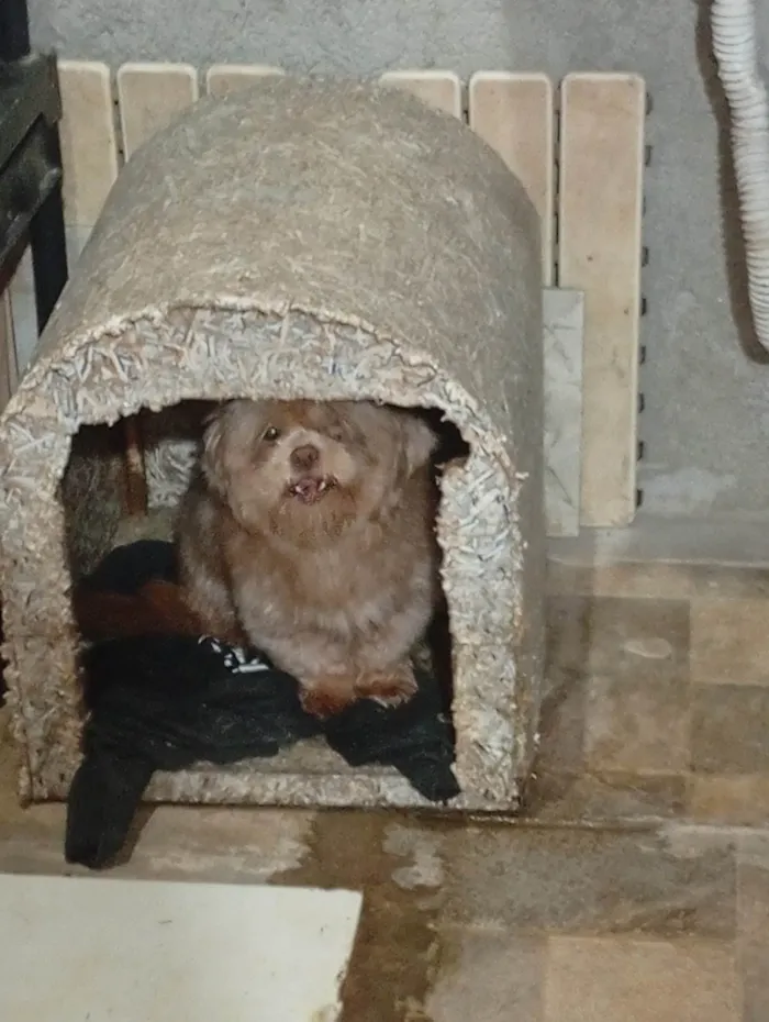 Cachorro ra a Shitzu idade Abaixo de 2 meses nome Lion 