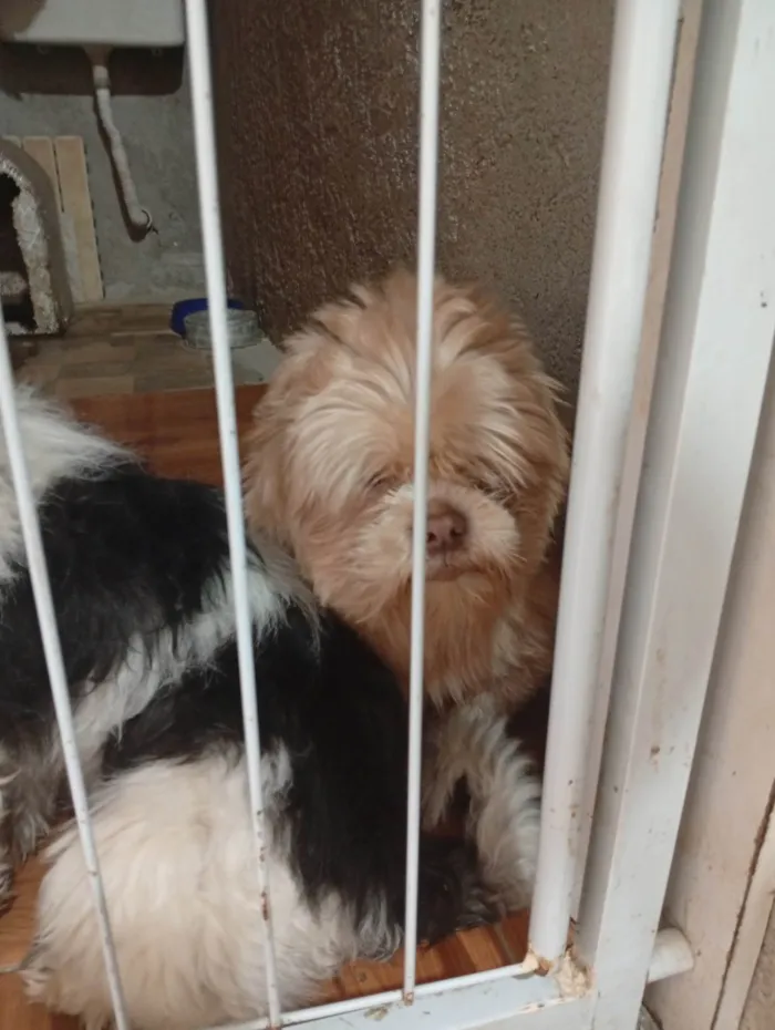 Cachorro ra a Shitzu idade Abaixo de 2 meses nome Lion 