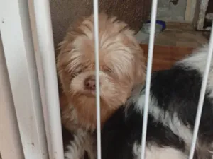 Cachorro raça Shitzu idade Abaixo de 2 meses nome Lion 
