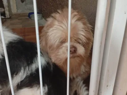 Cachorro raça Shitzu idade Abaixo de 2 meses nome Lion 