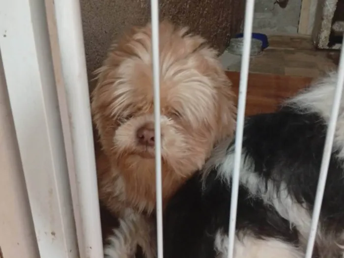 Cachorro ra a Shitzu idade Abaixo de 2 meses nome Lion 