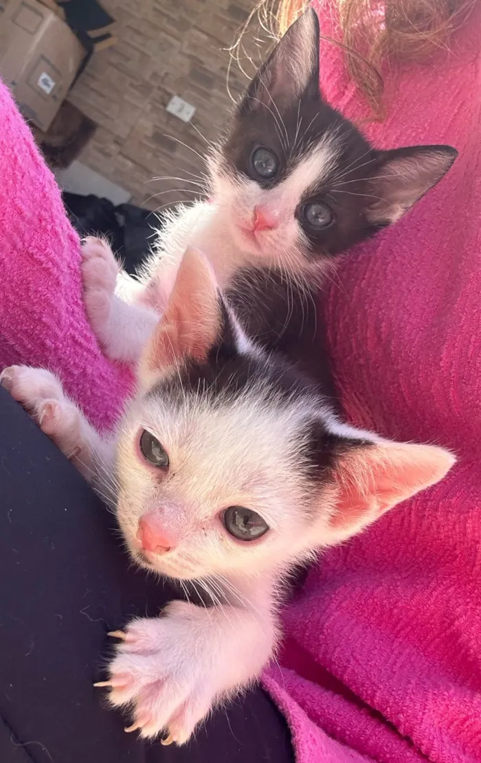 Gato ra a SRD-ViraLata idade 2 a 6 meses nome Neném 1
