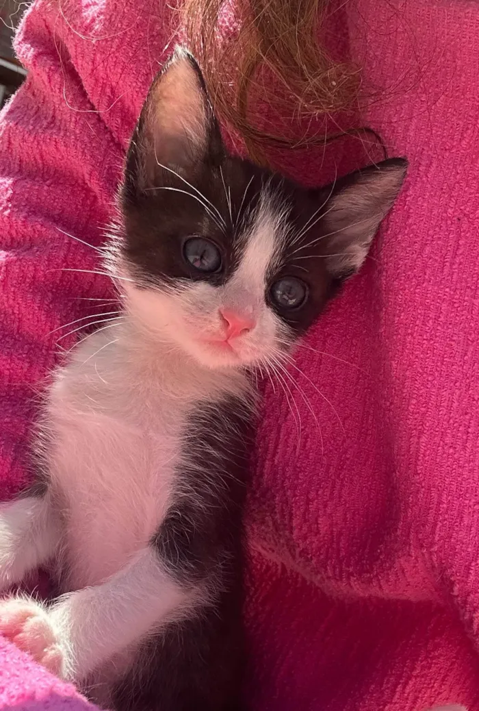 Gato ra a SRD-ViraLata idade 2 a 6 meses nome Neném 1