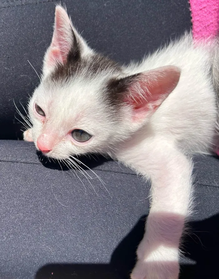 Gato ra a SRD-ViraLata idade 2 a 6 meses nome Neném 1