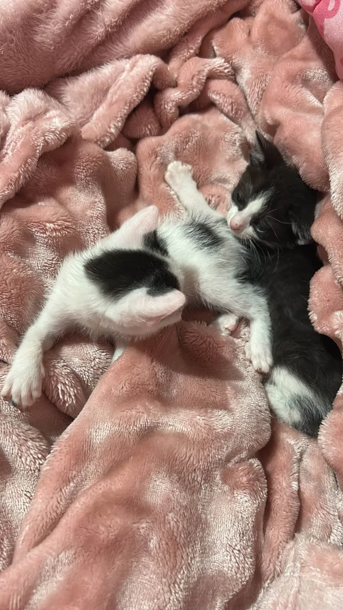 Gato ra a SRD-ViraLata idade 2 a 6 meses nome Neném 1
