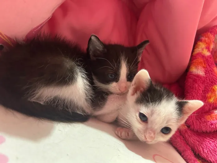 Gato ra a SRD-ViraLata idade 2 a 6 meses nome Neném 1