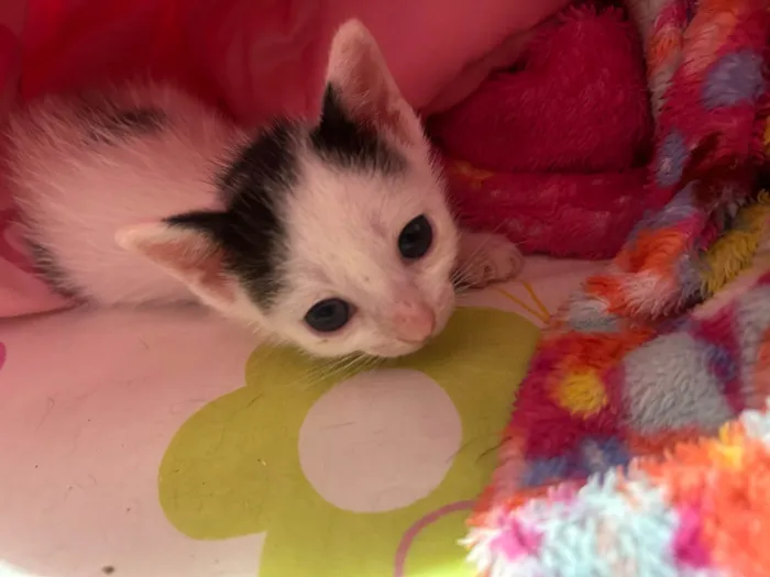 Gato ra a SRD-ViraLata idade 2 a 6 meses nome Neném 1