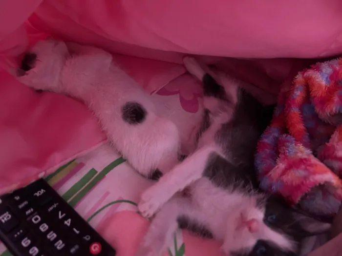 Gato ra a SRD-ViraLata idade 2 a 6 meses nome Neném 1