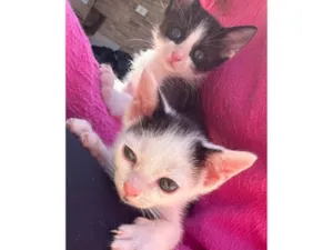 Gato raça SRD-ViraLata idade 2 a 6 meses nome Neném 1