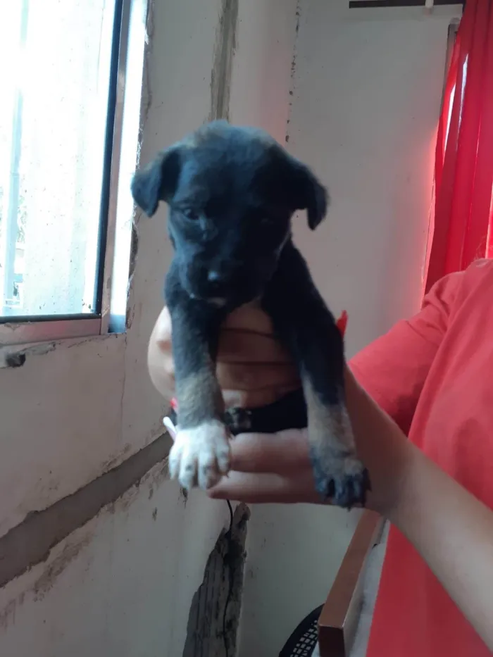 Cachorro ra a SRD-ViraLata idade 2 a 6 meses nome Bella