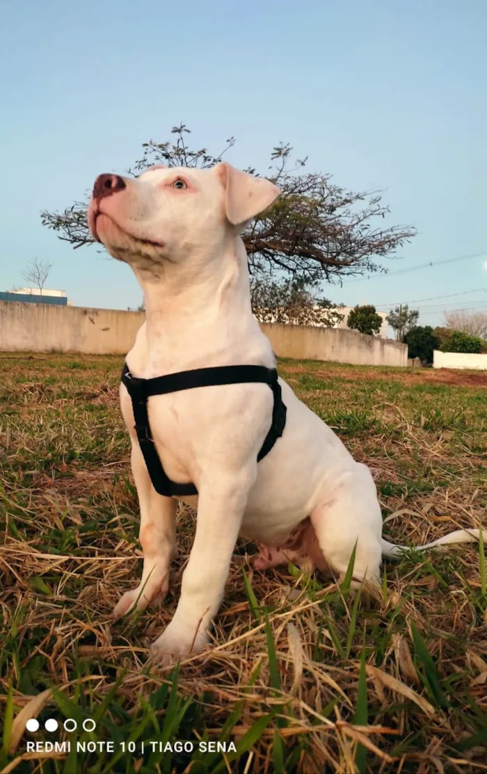 Cachorro ra a Pit-Bull idade 2 a 6 meses nome Zeus