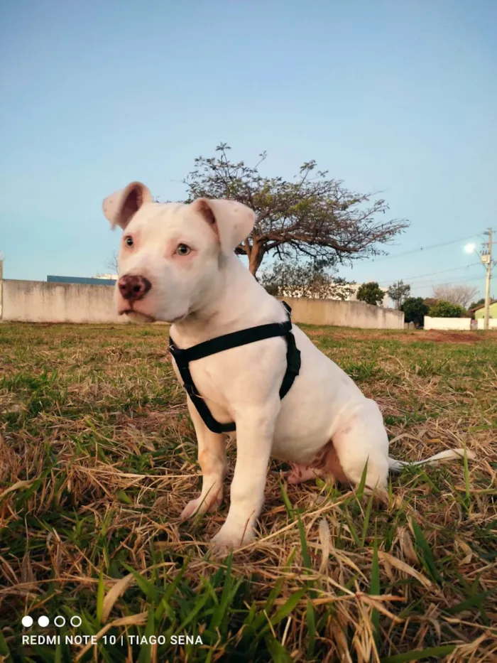 Cachorro ra a Pit-Bull idade 2 a 6 meses nome Zeus