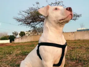 Cachorro raça Pit-Bull idade 2 a 6 meses nome Zeus