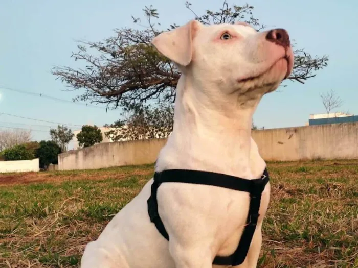 Cachorro ra a Pit-Bull idade 2 a 6 meses nome Zeus