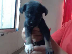 Cachorro raça SRD-ViraLata idade 2 a 6 meses nome Bella