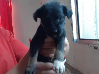 Cachorro raça SRD-ViraLata idade 2 a 6 meses nome Bella