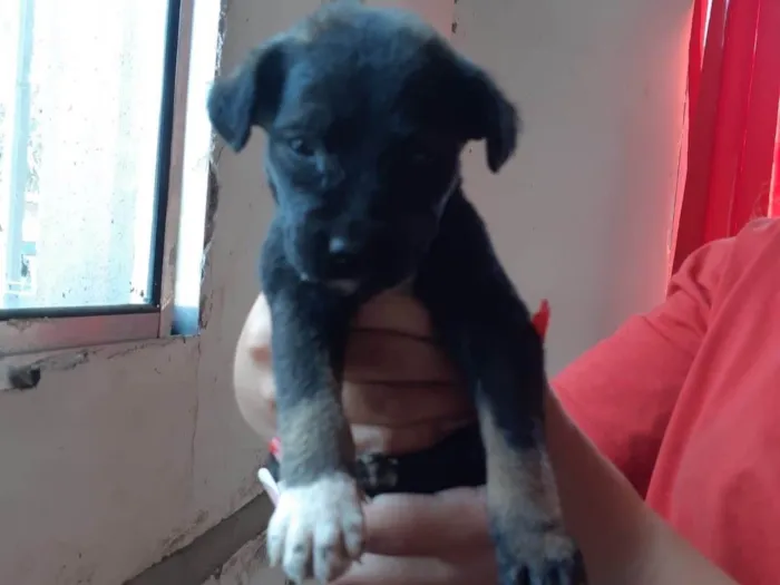 Cachorro ra a SRD-ViraLata idade 2 a 6 meses nome Bella