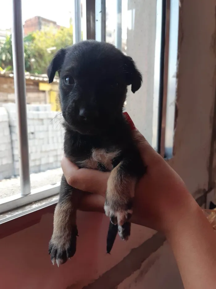 Cachorro ra a SRD-ViraLata idade 2 a 6 meses nome Brutus