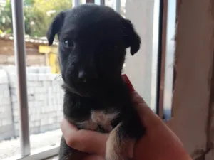 Cachorro raça SRD-ViraLata idade 2 a 6 meses nome Brutus