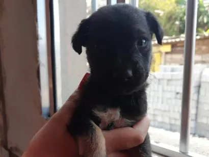 Cachorro raça SRD-ViraLata idade 2 a 6 meses nome Brutus