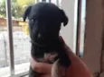 Brutus