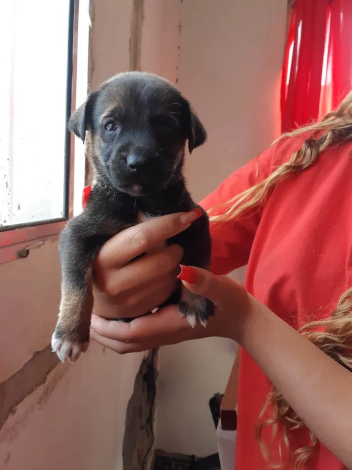 Cachorro ra a SRD-ViraLata idade 2 a 6 meses nome Toddy