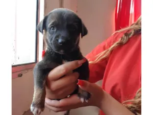 Cachorro raça SRD-ViraLata idade 2 a 6 meses nome Toddy