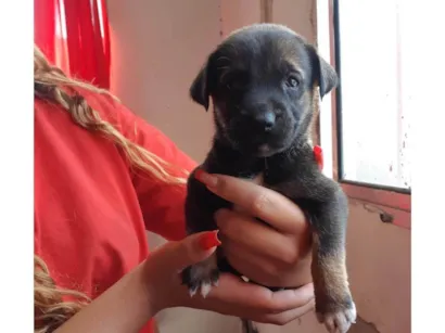 Cachorro raça SRD-ViraLata idade 2 a 6 meses nome Toddy