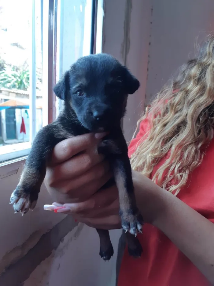 Cachorro ra a SRD-ViraLata idade 2 a 6 meses nome Teddy