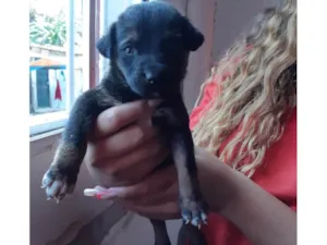 Cachorro raça SRD-ViraLata idade 2 a 6 meses nome Teddy