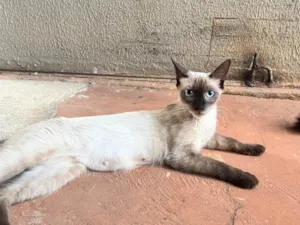 Gato raça SRD-ViraLata idade 7 a 11 meses nome Rosinha 