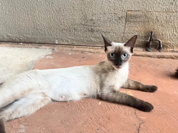 Gato ra a SRD-ViraLata idade 7 a 11 meses nome Rosinha 