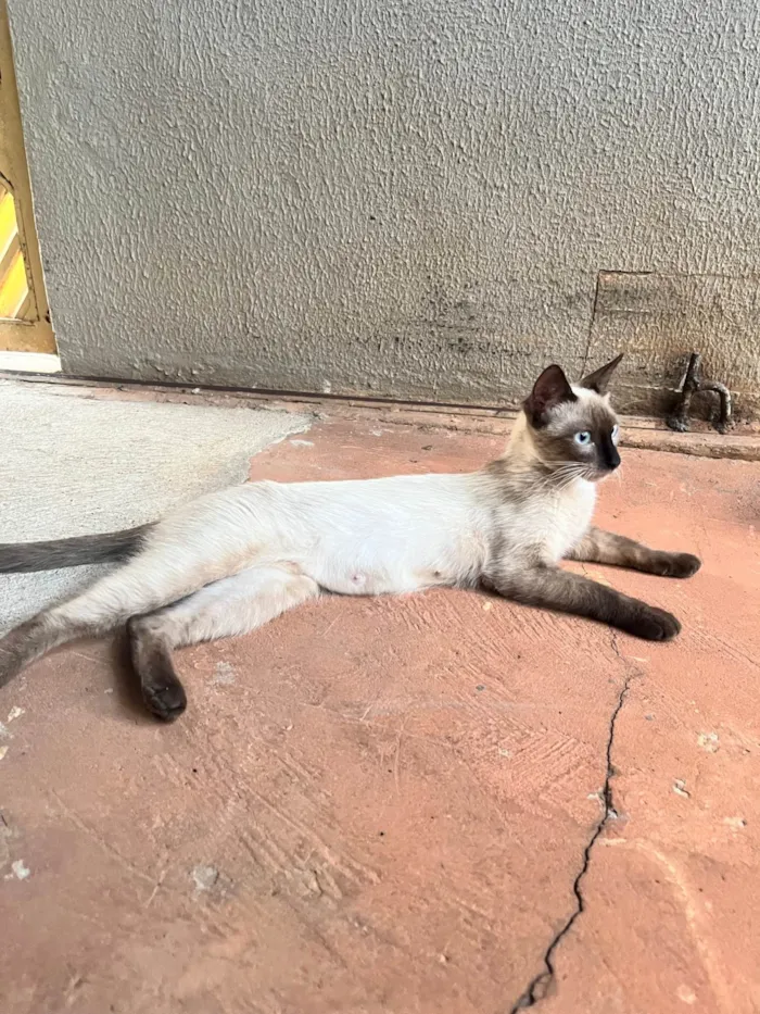 Gato ra a SRD-ViraLata idade 7 a 11 meses nome Rosinha 